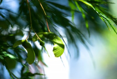 Acer palmatum 'Dissectum' - javor dlanitolistý - nažka